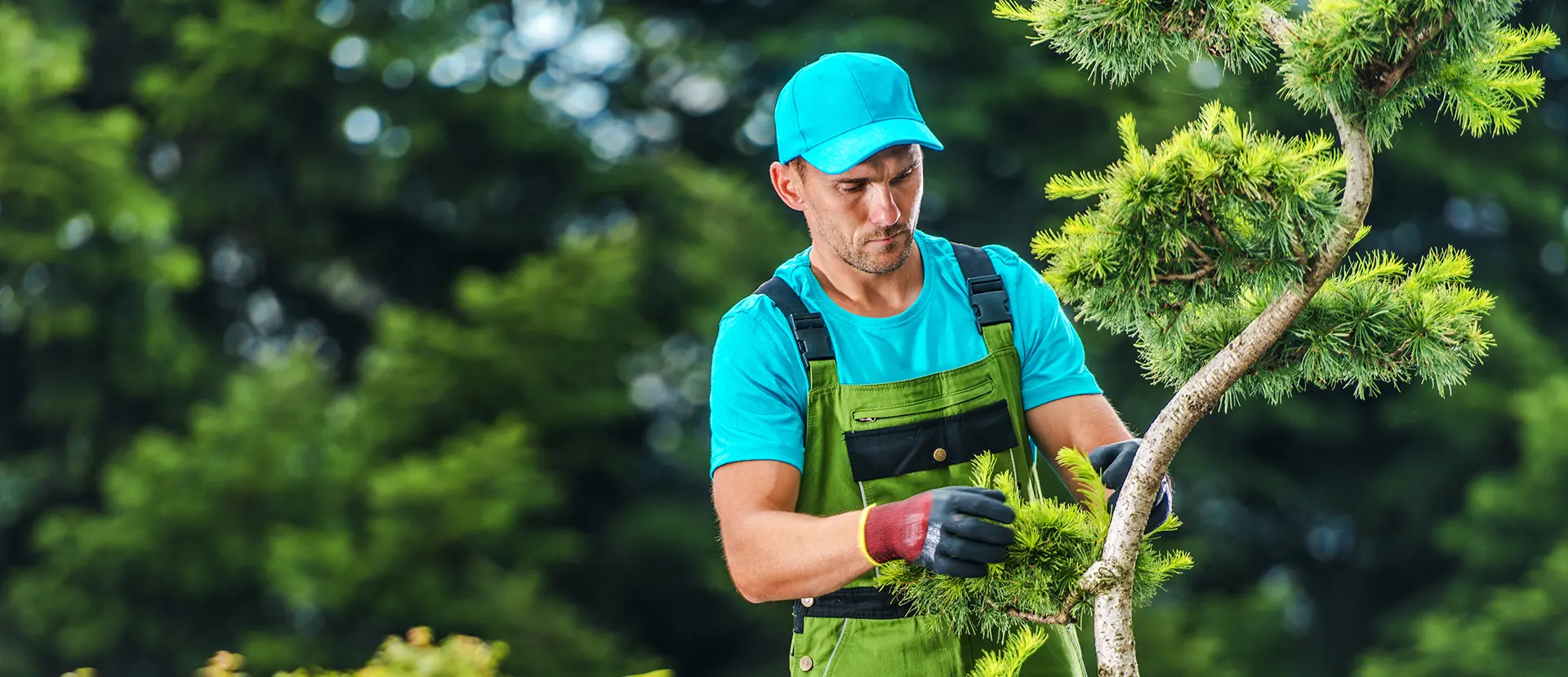 Gardener Pruning A Pine Tree Bonsai In Modern Garden