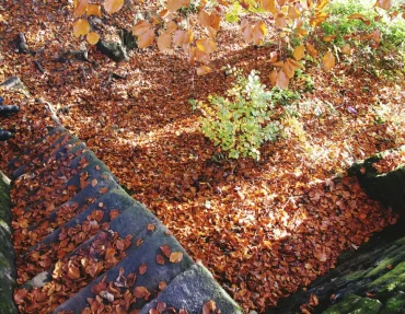 Benefits To Shredding Leaves For Your Garden
