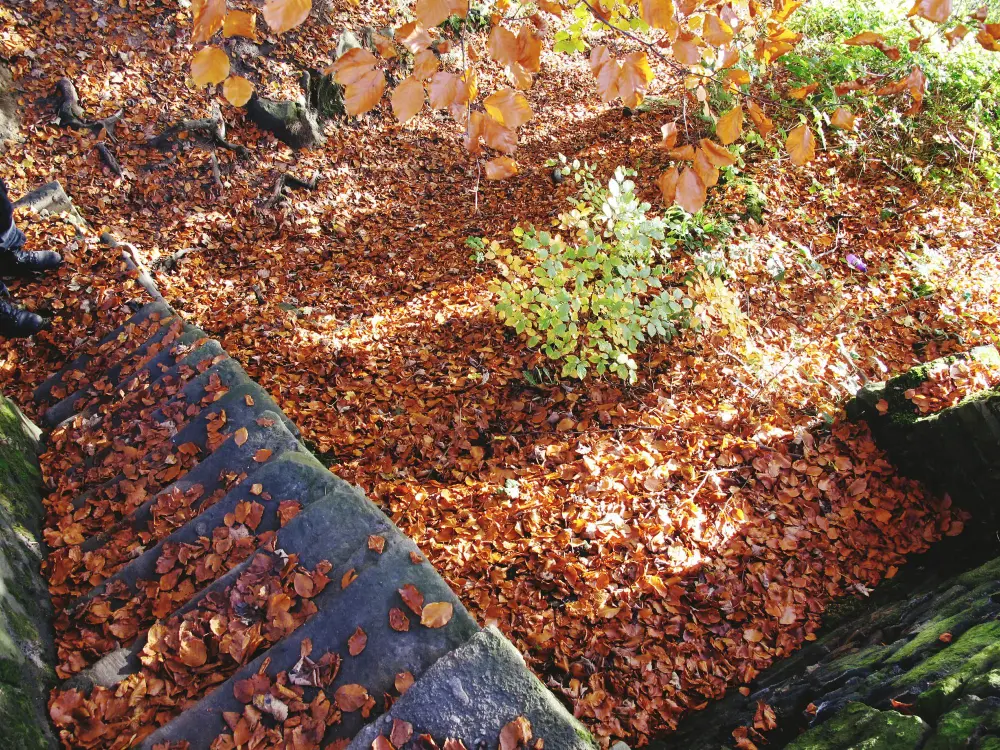 Benefits To Shredding Leaves For Your Garden