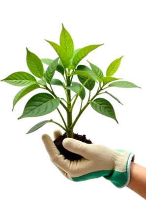 Jays Gardener In Gloved Hand Holding A Plant In Soil